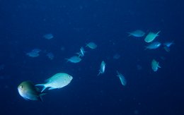 Comoros-Archipelago;-Diving;-Fish;-France;-Indian-Ocean;-Kaleidos;-Kaleidos-images;-La-parole-à-limage;-Laurent-Abad;-Marine-life;-Mayotte;-Open-water;-School-of-fish;-Sea;-Stories-Pictures
